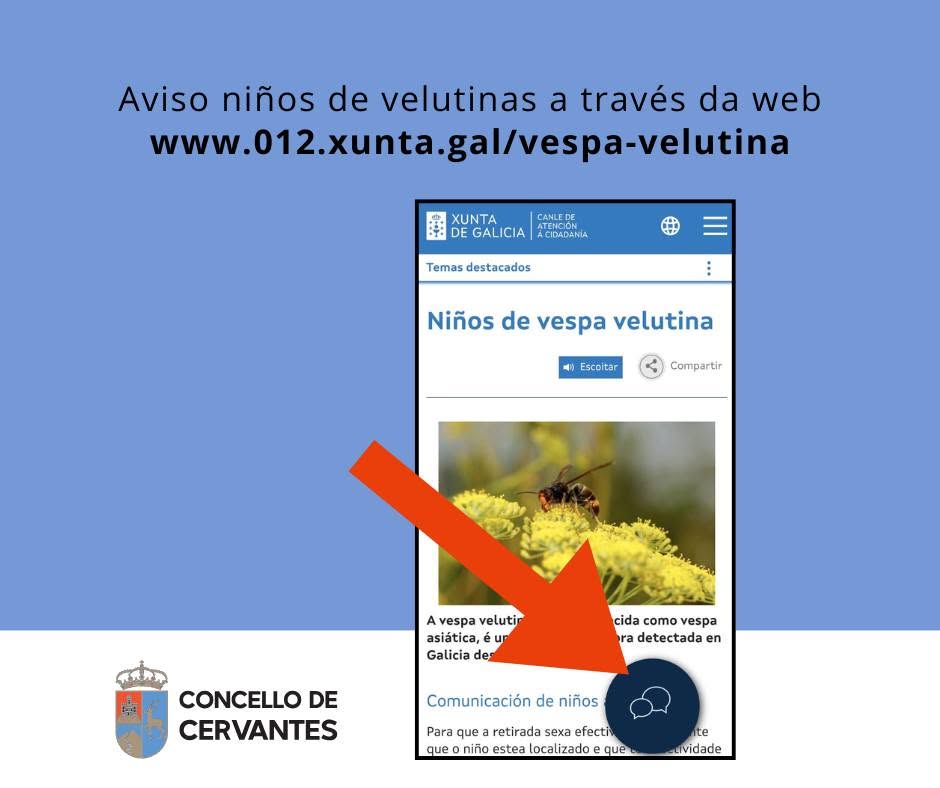 Avisos velutinas