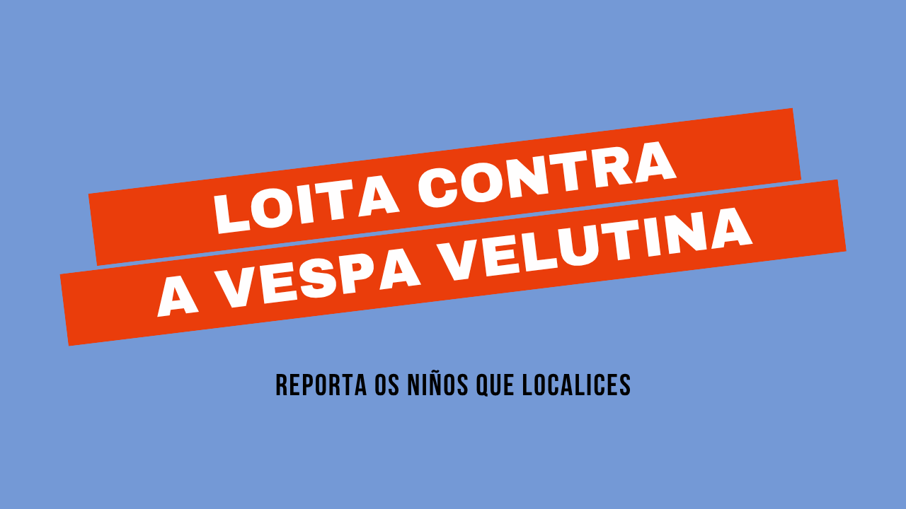 Cervantes contra a velutina