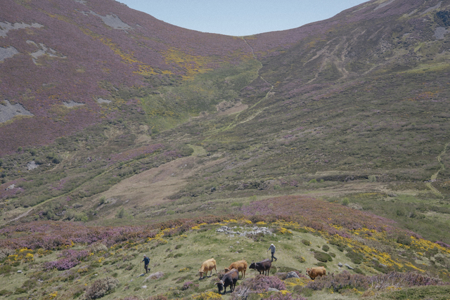 Trashumancia-A-Carqueixa